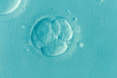 Impact de la représentation de l’embryon sur le devenir des embryons congelés après abandon du projet parental